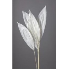 ASPIDISTRA 22" BLEACHED